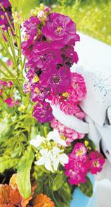 Growing hope