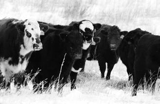 NDSU has released 2023 price projections for crops and livestock produced in the state. (NDSU photo)