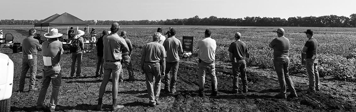 Some field day sessions will focus on practical, integrated management strategies to help producers address dry bean challenges. (NDSU photo)