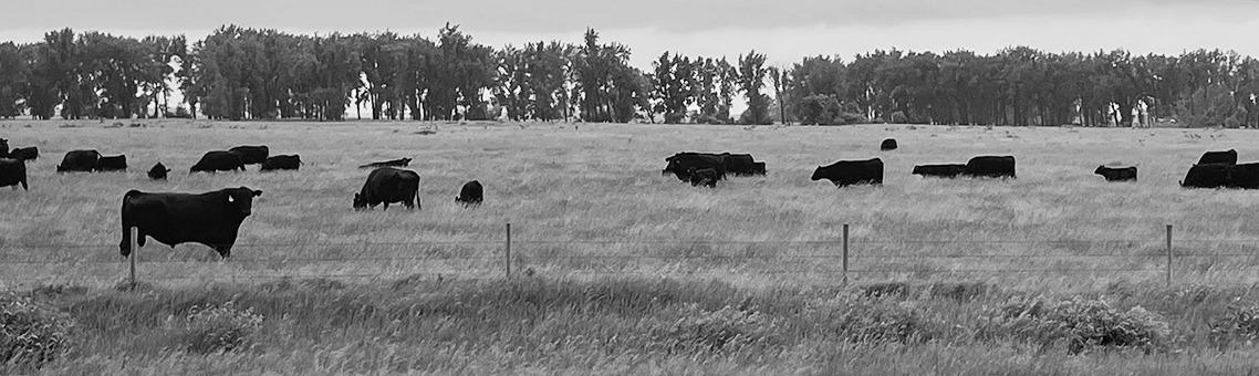If working with livestock is absolutely necessary, livestock handling should be limited to the early morning hours. (NDSU photo)
