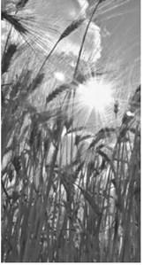 Four careers in modern ag