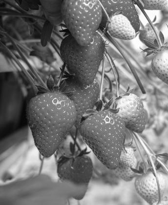 Strawberries require full sun — at least six to 10 hours each day.
