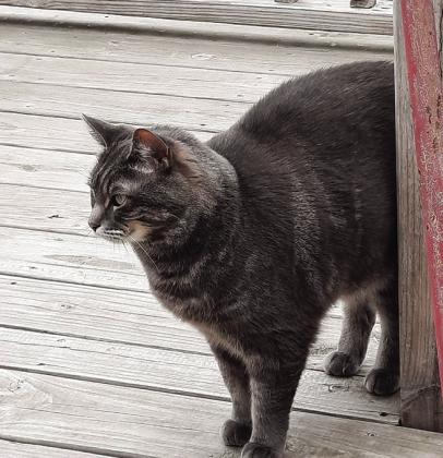 The official neighborhood greeter, Gabby is part of Mike Allen’s adopted family.