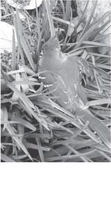 Alt Text for Image