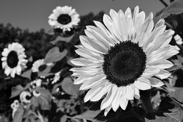 Beauty, nutrition and North Dakota pride article + photo &amp;lt;Young sunflower heads track the sun from east to west throughout the day through a movement called heliotropism. (Pixabay photo)