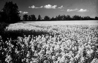 University and agriculture professionals will provide information to assist canola producers with production decisions for the 2023 growing season during the Getting-it-Right in Canola Production webinar. NDSU photo.