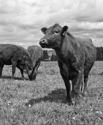 Cover crops, including winter cereals, provide valuable soil health benefits while creating excellent feed for livestock.
