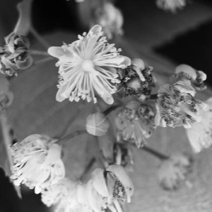 “Honeybees harvest nectar from American linden flowers, giving the resulting honey a slightly minty flavor. (NDSU photo)