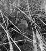 Winter rye as a cover crop can reduce soil erosion, supplement weed management, utilize excess soil moisture and increase long-term soil productivity. (NDSU photo)