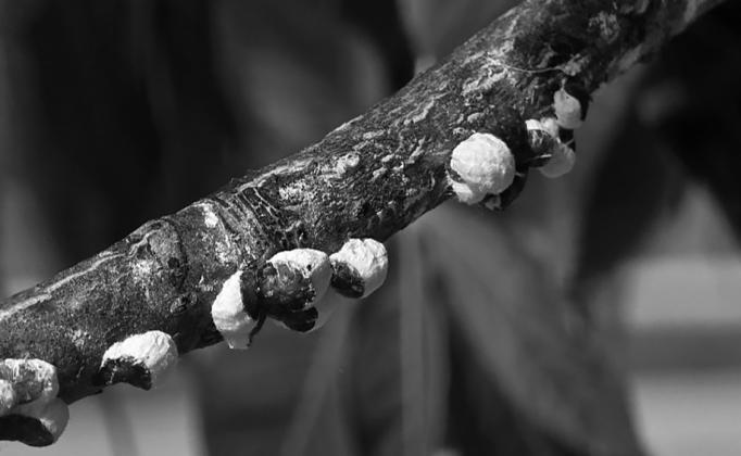 Cottony maple scale start to grow in May as temperatures warm and become noticeable in mid-June. NDSU photo