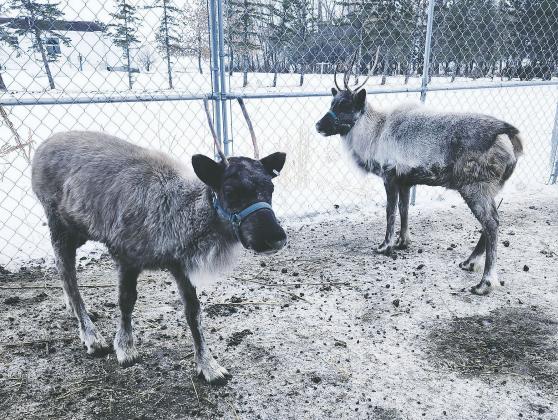 Spring babies, Gus and Flake. Photo by Hilary Nowatzki.