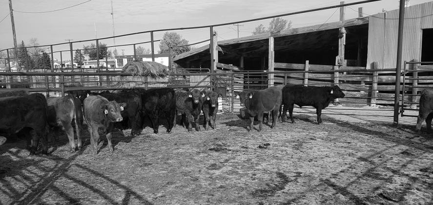 NDSU Feedlot School set for Jan. 17-18