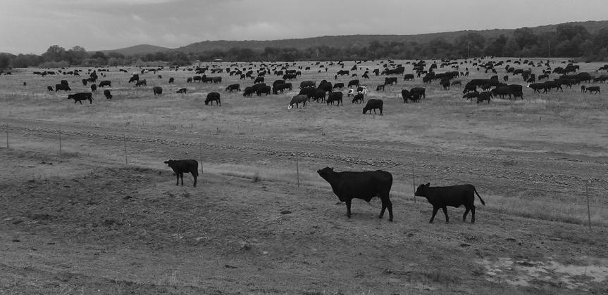 Grazing management resources and tools have never been more abundant, but each plan still needs to be individualized. NDSU photo
