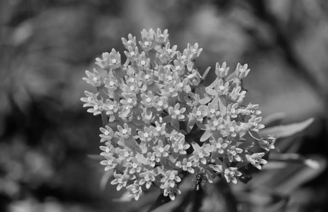 Milkweeds are flowering plants that are great pollinator plants, as they are the most important plant for monarch butterfly survival. (Pixabay photo)