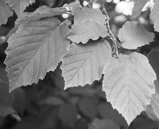 The leaves of this American hazelnut tree are busily making sugar during the growing season. (NDSU photo)