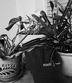 According to the National Initiative for Consumer Horticulture, having indoor plants at work boosts creativity and productivity, and increases job satisfaction. (NDSU photo)