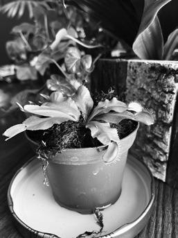 While Venus fly trap plants can use photosynthesis to produce food, they on trapping insects to supplement their nutrients. (NDSU photo)