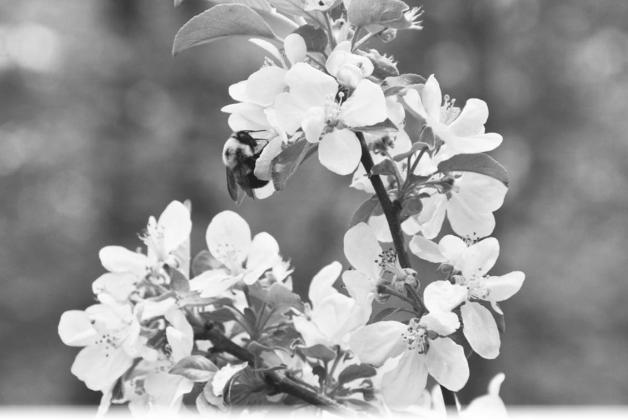 Pollinator Week is June 22