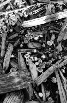 Fungi, bacteria and molds have an important function in our gardens, as they help decompose plant material. (NDSU photo)