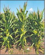 The corn hybrid guide is a good source of information for farmers and agronomists looking for variety performance data from around the state. (NDSU photo)
