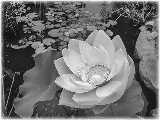 Along the way | Lotus liberty