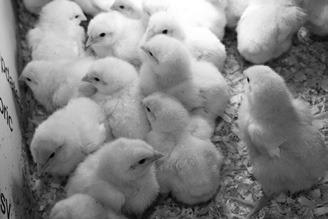 Baby chicks may carry disease-causing bacteria, but biosecurity and hygiene practices can prevent the spread of infection. (NDSU photo)