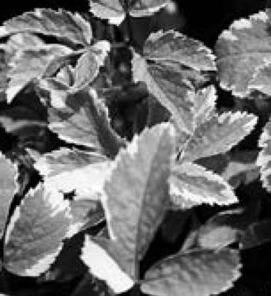 Dakota Gardener: Avoid the dreaded garden thugs
