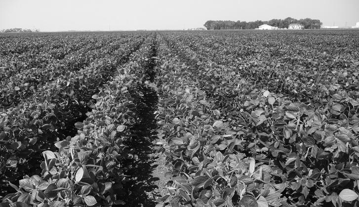 Topics to be discussed include variety selection, soil fertility, plant protection (weed, disease and insect management) and soybean markets. (NDSU photo)
