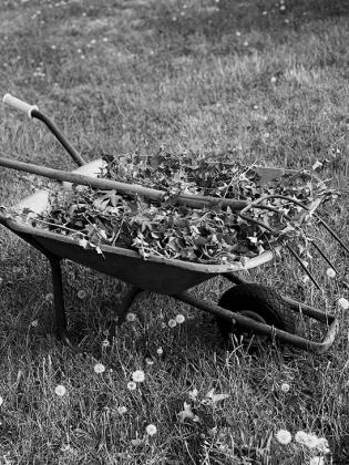 Harvest weeds only from areas free of pesticides and contaminants, and rinse them thoroughly before use. (Pexels photo)
