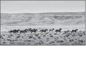 Wild horses bring ecological services and economic boom to North Dakota