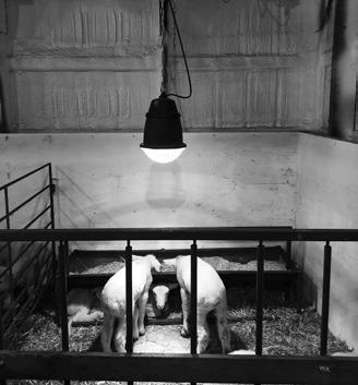 Take precautions when using heat lamps for newborn livestock