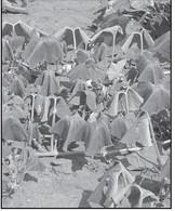 Extreme heat is causing cucumber vines to wilt. (NDSU photo)