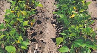 Topics at the dry bean field days will include information about new dry bean varieties, best practices for maximizing yield and effective disease management. NDSU photo