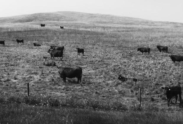 Grazing management in the fall can have significant impacts on forage production during the subsequent growing season. NDSU photo.