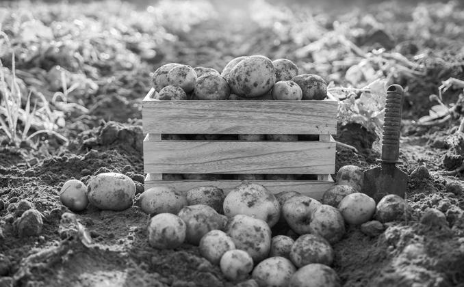 Running water and a vegetable brush are effective in removing soil, germs, and other residues from potatoes and other produce.