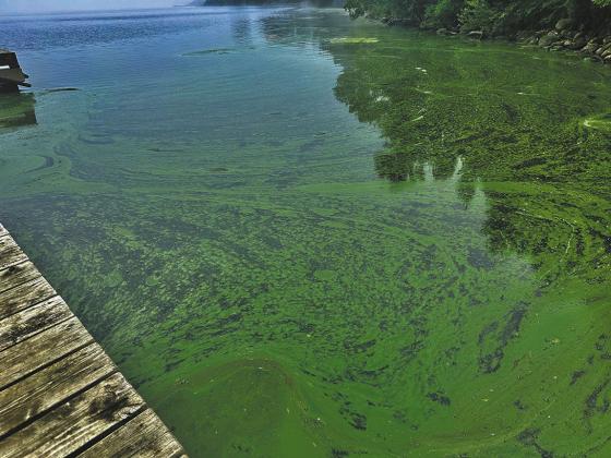 Dangerous blue green algae blooms sited this week at Homme Dam. Submitted photos