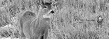 Wildlife feeding concerns