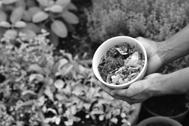 By implementing cost-saving strategies, you can create a high-production home garden without breaking the bank. (Unsplash photo)