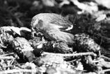 My Two Cents | The spring migration is on