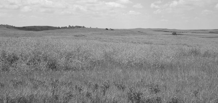 Sweet clover provides many benefits to the soil and wildlife and can be an excellent forage. NDSU photo.