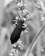 A black blister beetle feeds on weed seeds. (NDSU photo)
