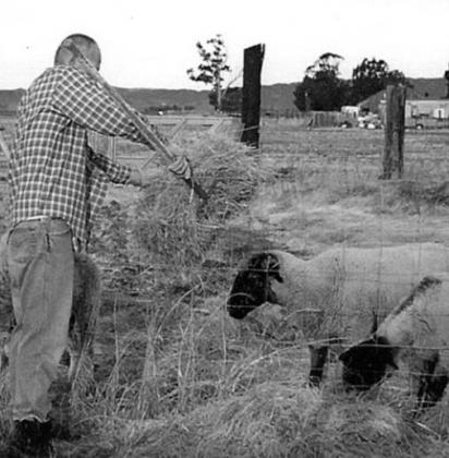 The Shepherd