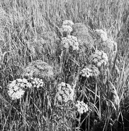 NDSU Extension specialists encourage producers to scout for spotted water hemlock before cutting hay. (NDSU photo)