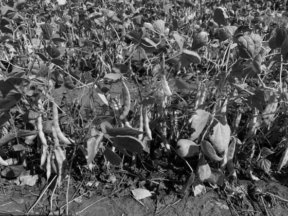 Variety performance, weed, and disease management are among the featured topics at the virtual dry bean Getting-it-Right meeting on Dec. 21. (NDSU photo)