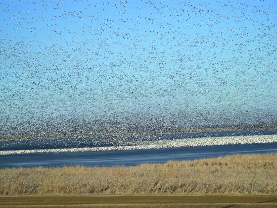 Poultry and bird owners encouraged to ramp up biosecurity plans now