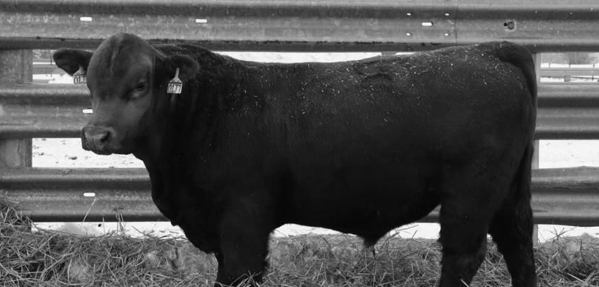 There is no one-size-fits-all sire, but a calculated selection will best fit the operation. (NDSU photo)