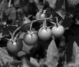 Photo courtesy of Dwight Sipler, https:// www.flickr.com/photos/photofarmer/ 4866974729/.