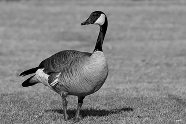Early Canada Goose dates announced