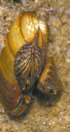 Aquatic nuisance species, the zebra muscle.