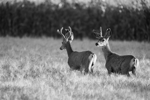 During a typical North Dakota deer season, wildlife managers expect hunter success to come in at around 65 percent. Photo by NDGF - Ashley Peterson